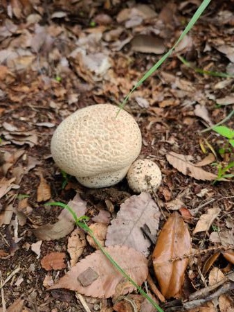 マリオに出てきそうなキノコ