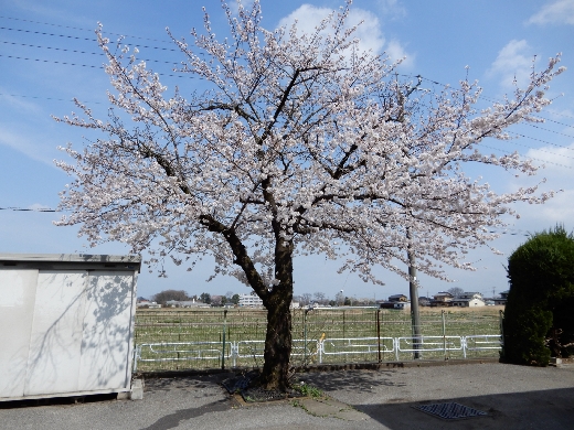 旧皆光園一本桜