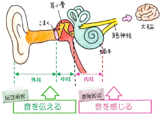 画：中井敦子